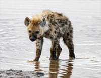 Planète safari : Ngorongoro : gangs de hyènes