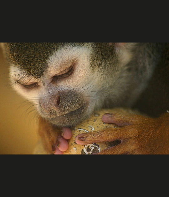 Le tr&eacute;sor du singe