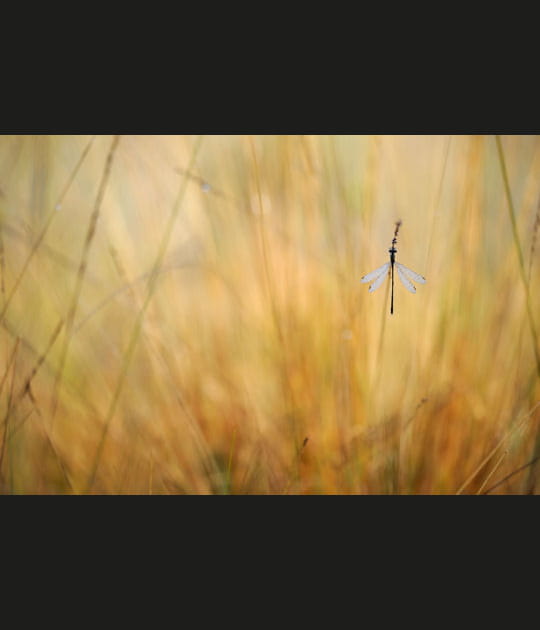 Le pendentif