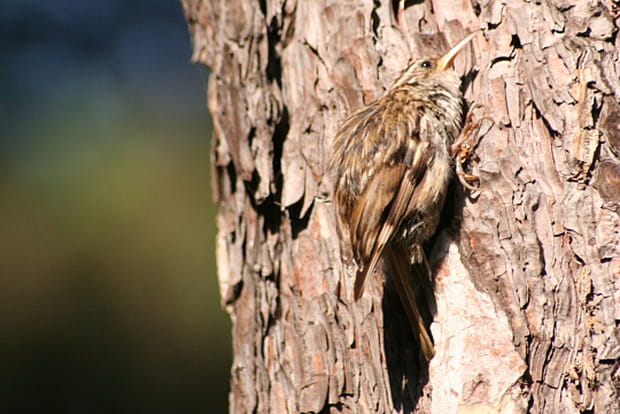 Le grimpereau, comme son nom l'indique