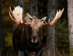 Wild, Smart and Deadly
