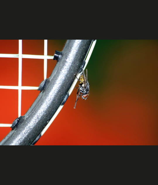 &quot;Moucha badmintonia&quot;