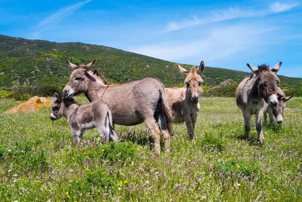 Parc national de l'Asinara