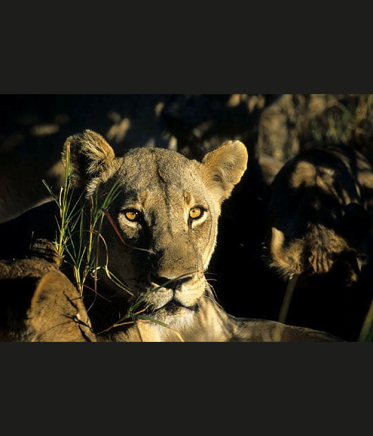 Le regard de la lionne