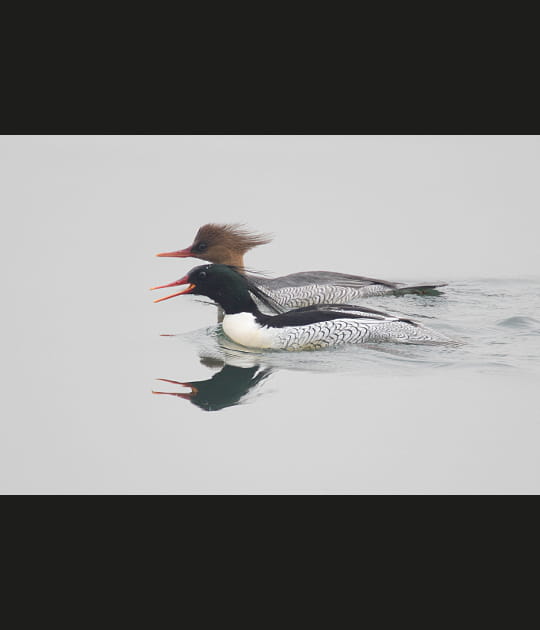 Des canards chinois, pas laqu&eacute;s