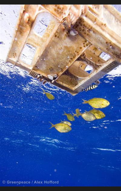 La faune marine perturb&eacute;e