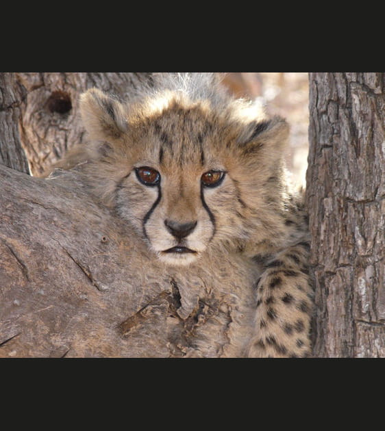 Le gu&eacute;pard et sa majestuosit&eacute; craquante