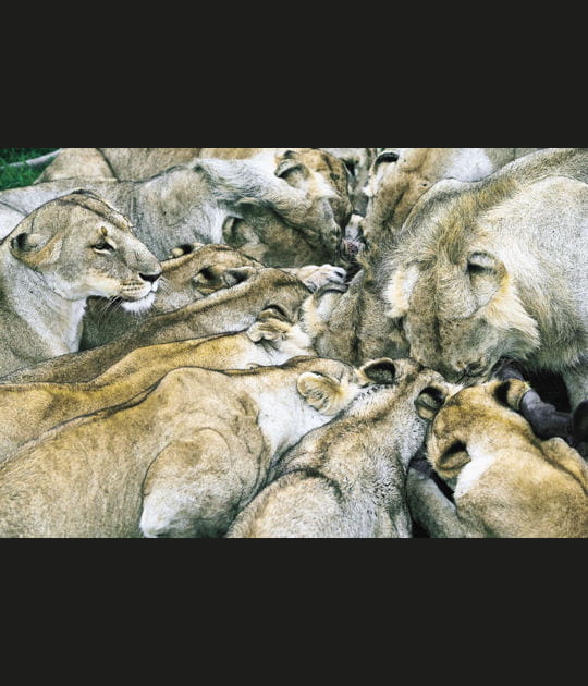 Le festin des lions