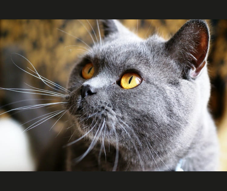 British Shorthair au regard jaune