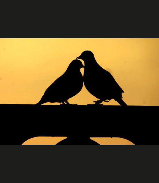 Amour de tourterelle