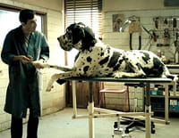 Dogman