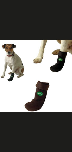 Coup de coeur de la semaine&nbsp;: des chaussures pour votre chien