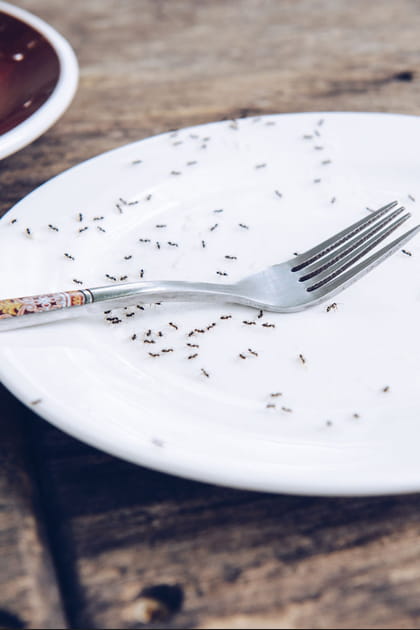 Les fourmis&nbsp;: pourquoi arrivent-elles dans la maison&nbsp;?