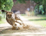 Big Cat Games