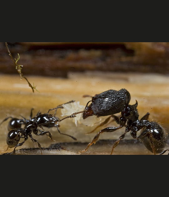 Les fourmis au dos &eacute;pineux
