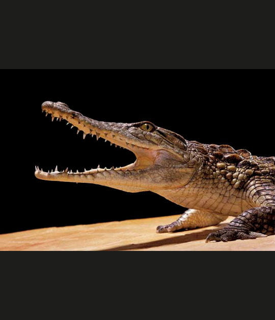 Le crocodile du Nil