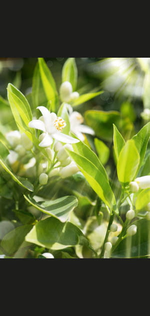 Utiliser de la fleur d'oranger