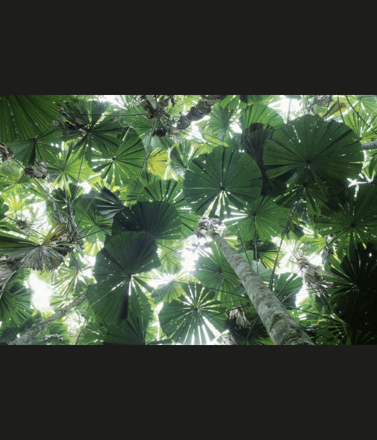 For&ecirc;t tropicale du Queensland, Australie