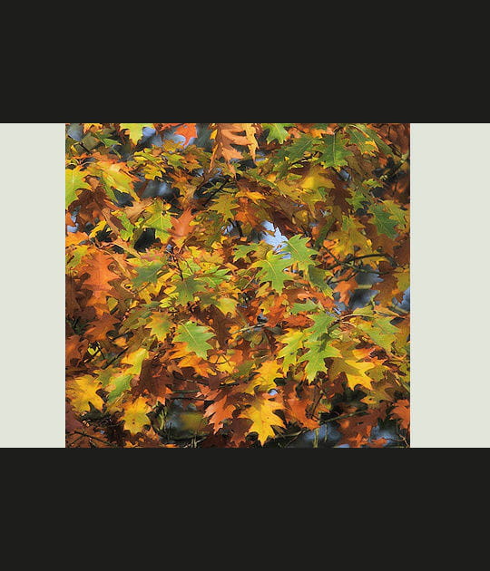 Patchwork d'automne
