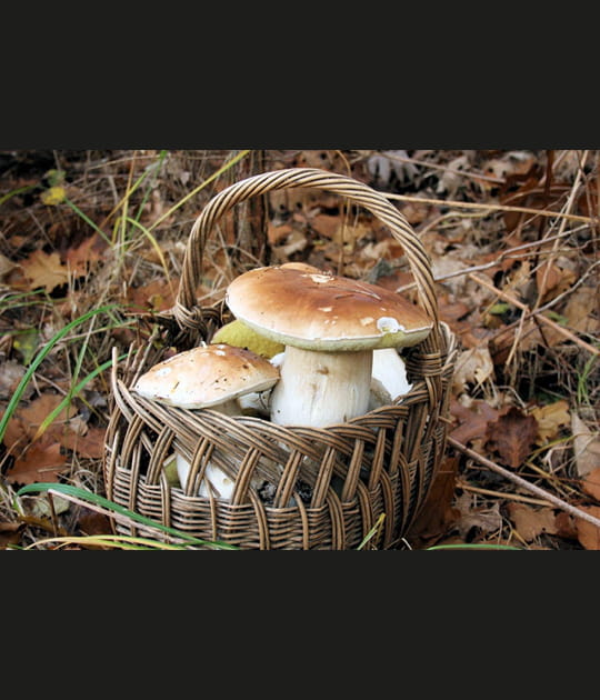 Un panier de c&egrave;pes