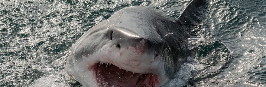 Un requin blanc de taille record se d&eacute;place sur une zone tr&egrave;s touristique, les scientifiques appellent &agrave; la prudence