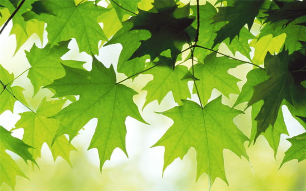 Feuilles d'été