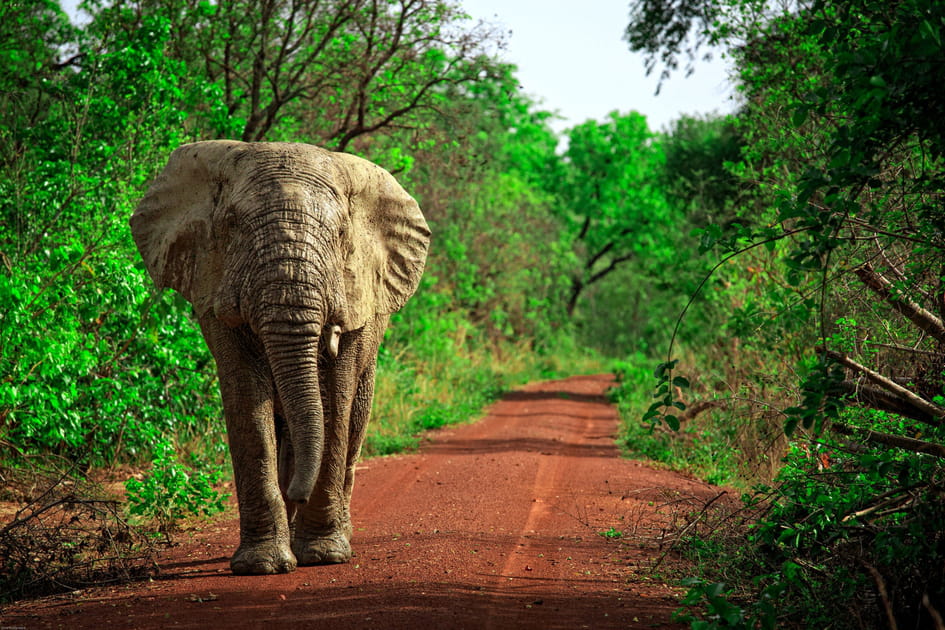 Le parc national Mole, au Ghana