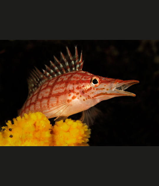 Un poisson tr&egrave;s Rock 'n Roll