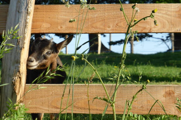 Apiculture en Mayenne