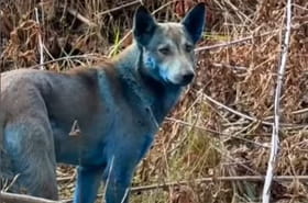 A Tchernobyl, des chiens sont devenus bleus de mani&egrave;re myst&eacute;rieuse