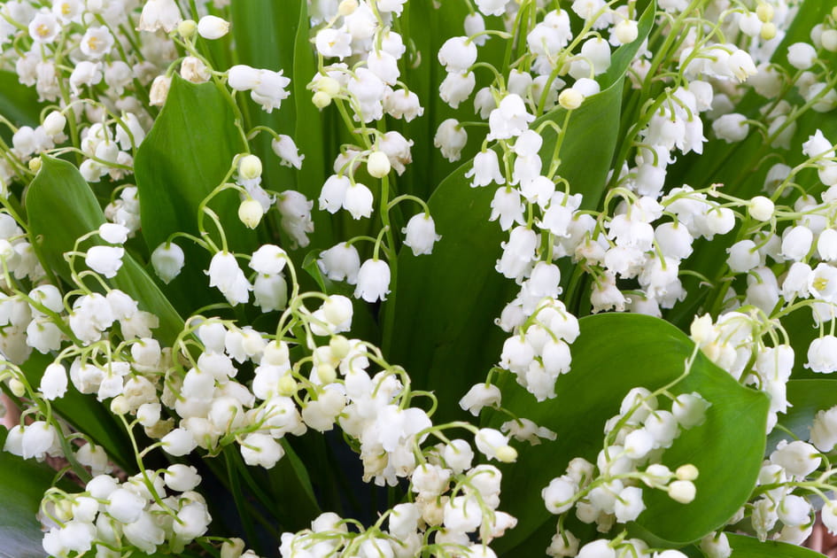 Les plus belles photos de muguet &agrave; envoyer &agrave; vos proches pour le 1er mai