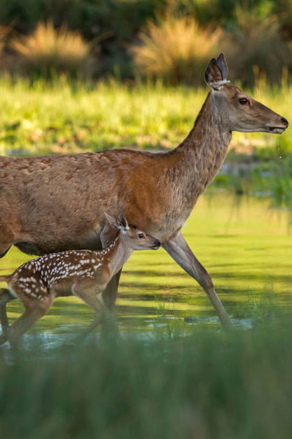 Parc Animalier de Sainte-Croix, Moselle