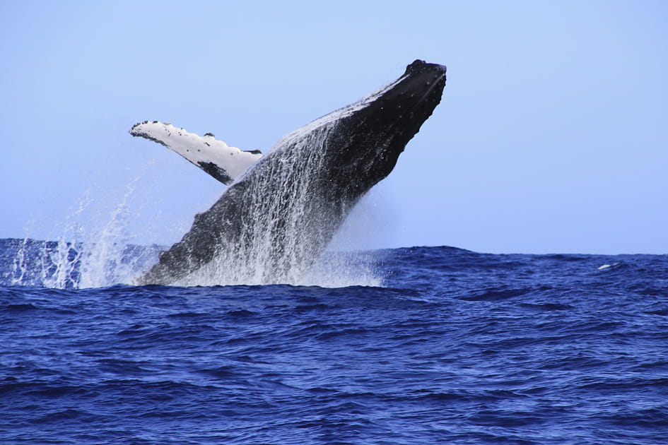 Les baleines &agrave; La R&eacute;union
