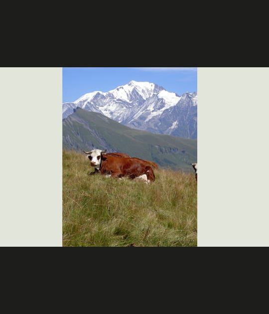Vache