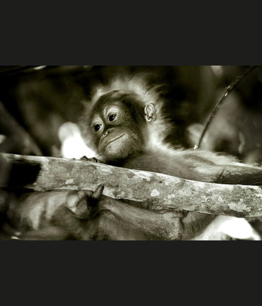Le bonheur de l'orang-outan