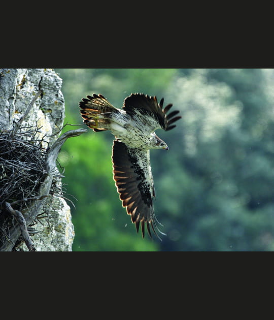Vivre avec l'aigle de Bonelli