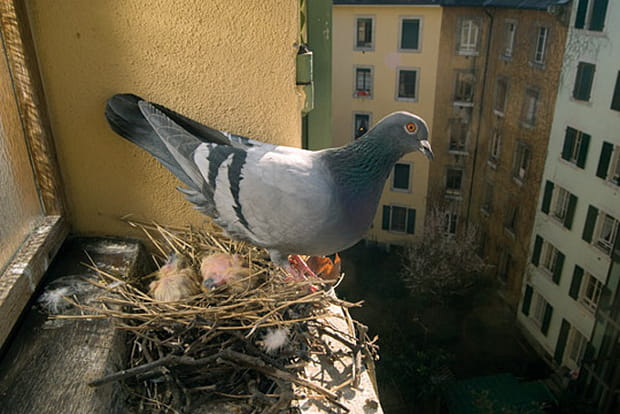 Des pigeons par milliers