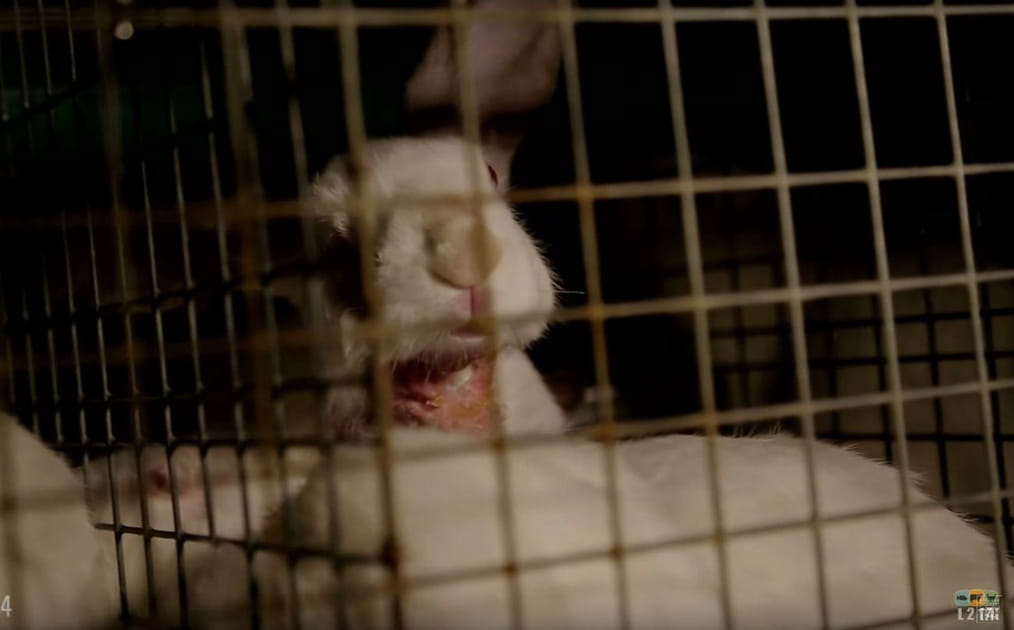 Des lapins &eacute;borgn&eacute;s et mutil&eacute;s