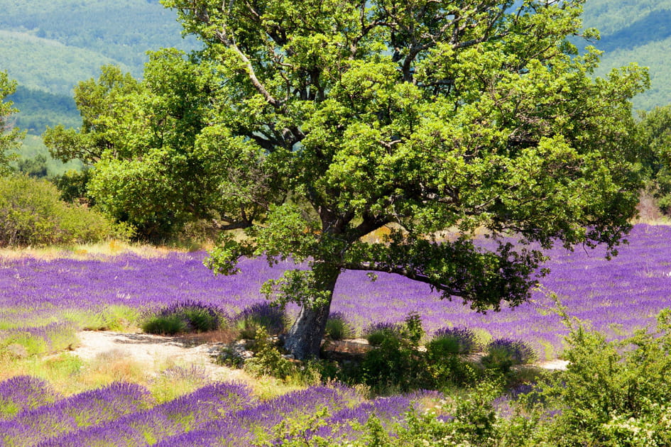 Nyons et les Baronnies proven&ccedil;ales, au pays des oliviers&nbsp;