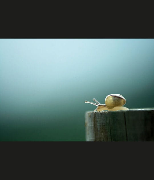 L'illumination de l'escargot