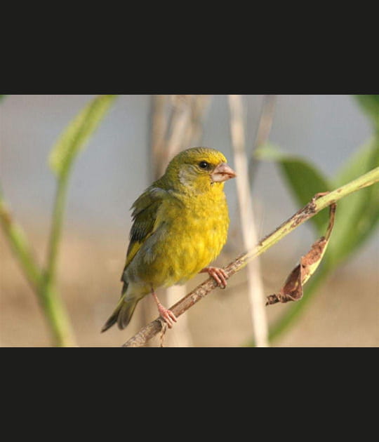 Du jaune pour couleur dominante