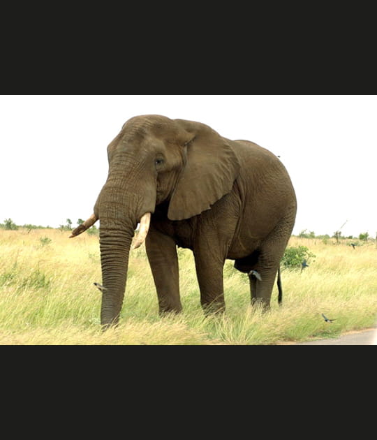 African elephant