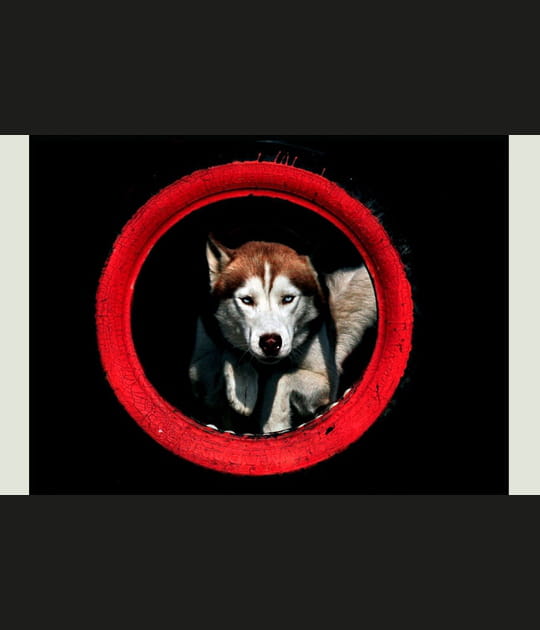Chien agile