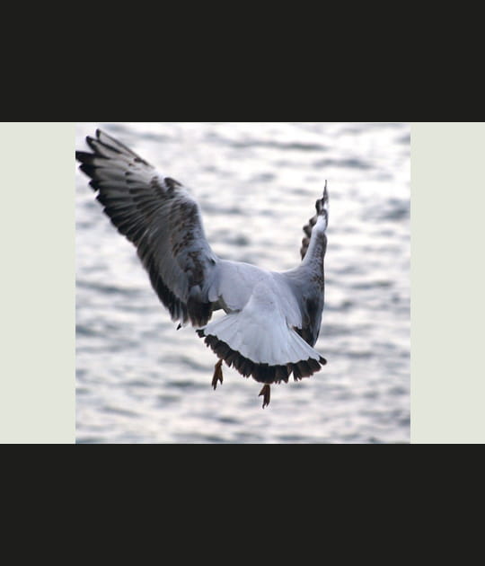 Mouette