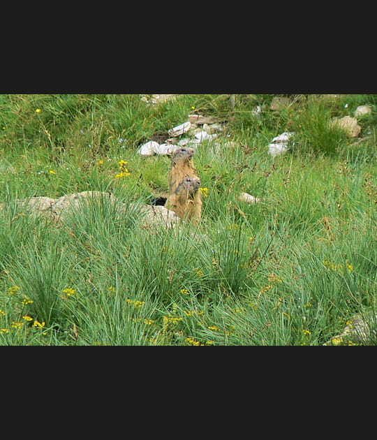 Marmottes