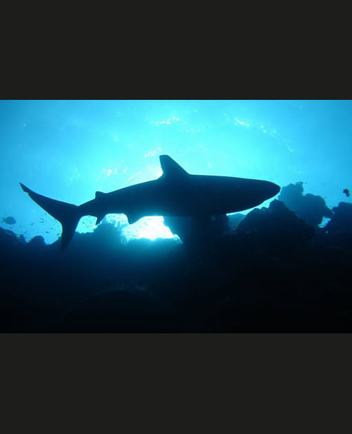 Requin &agrave; Grace Bay