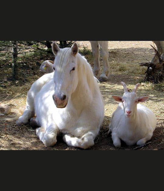 Novi et Dumbo