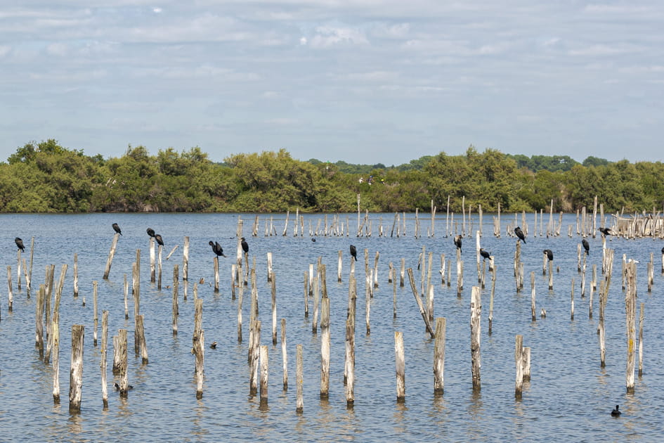 La r&eacute;serve ornithologique du Teich