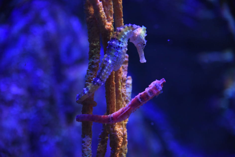 90&nbsp;% d'animaux marins du coin