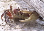 crabe